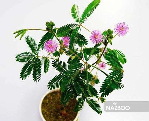 عکس بذر گل قهر و آشتی