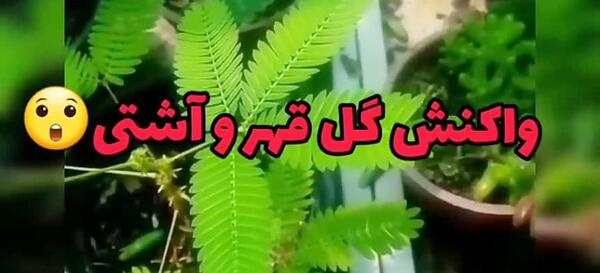 عکس بذر گل قهر و آشتی