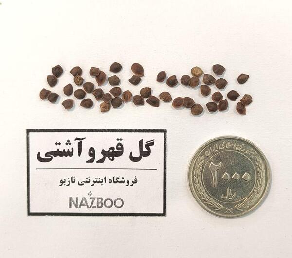 عکس بذر گل قهر و آشتی