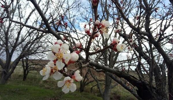 عکس گل های بهاری سفید