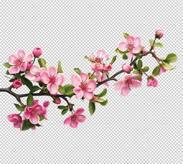 عکس گل های بهاری سفید