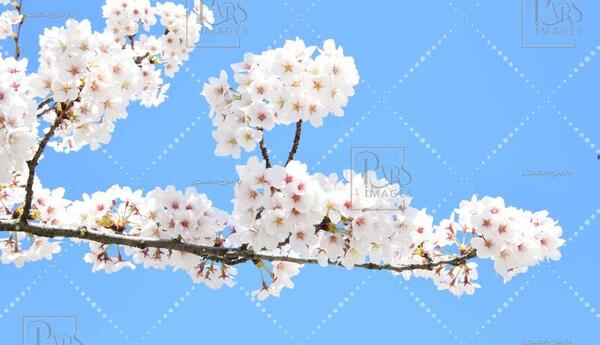 عکس گل های بهاری سفید