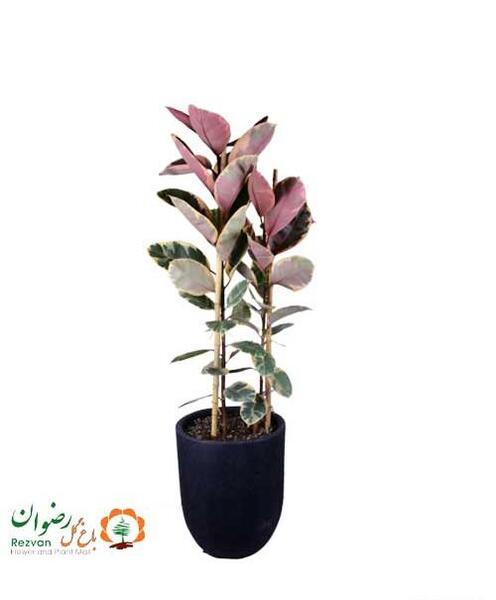 عکس گل فیکوس شرابی