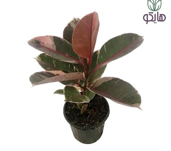 عکس گل فیکوس شرابی