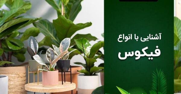 عکس گل فیکوس شرابی