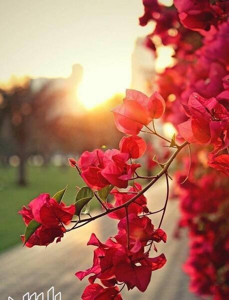 عکس گل کاغذی برای پروفایل