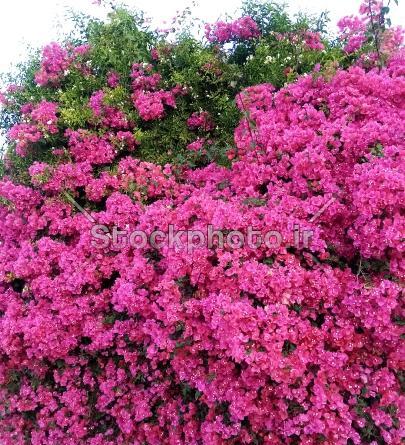 عکس گل کاغذی برای پروفایل