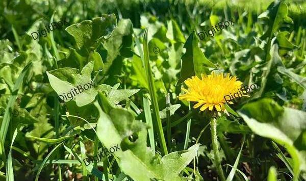 عکس گل کاغذی برای پروفایل
