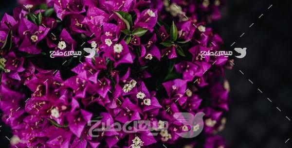 عکس گل کاغذی برای پروفایل
