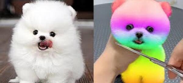 عکس های حیوانات زیبا و بامزه