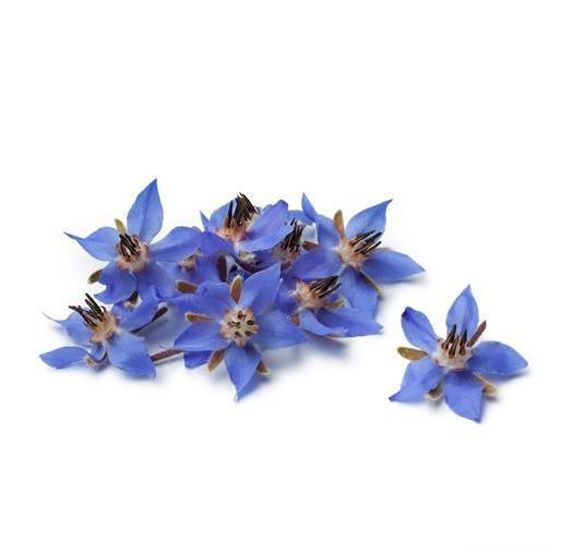 عکس گل گاوزبان تازه