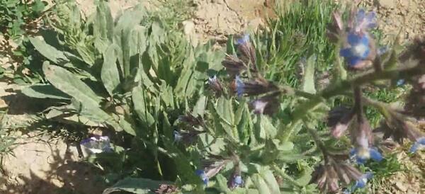 عکس گل گاوزبان تازه