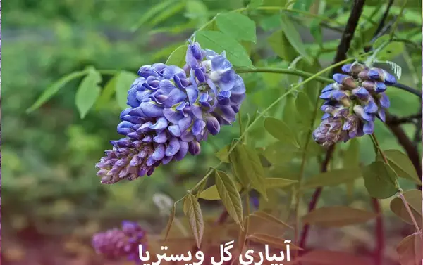 عکس گل گلیسین