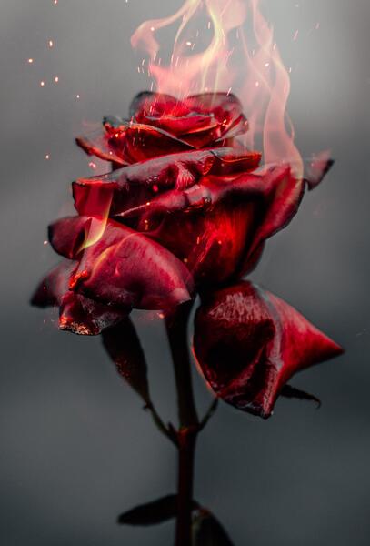 عکس گل های زیبا برای پس زمینه موبایل