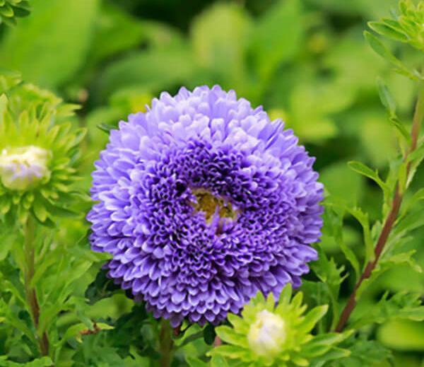 عکس گل مینا کریستالی