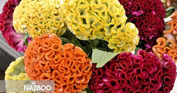 عکس گل تاج خروسی