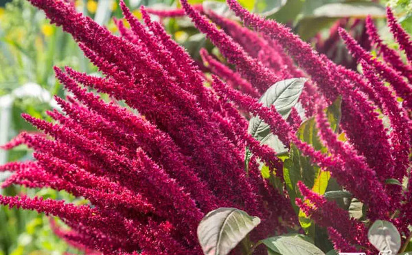 عکس گل تاج خروسی