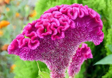 عکس گل تاج خروسی