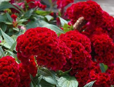 عکس گل تاج خروسی