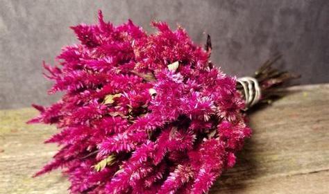 عکس گل تاج خروسی