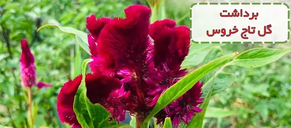 عکس گل تاج خروسی