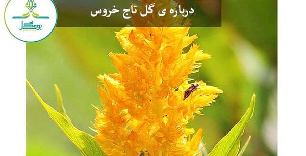 عکس گل تاج خروسی