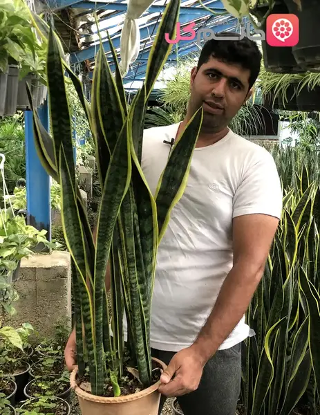 عکس گل سانسوریا بزرگ
