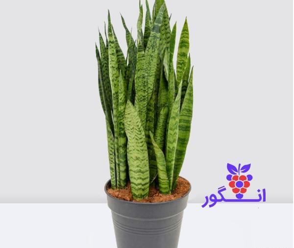 عکس گل سانسوریا بزرگ