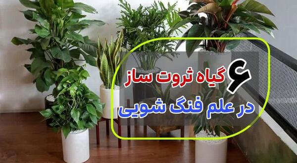 عکس گل نماد ثروت