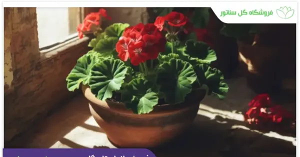 عکس گل نماد ثروت