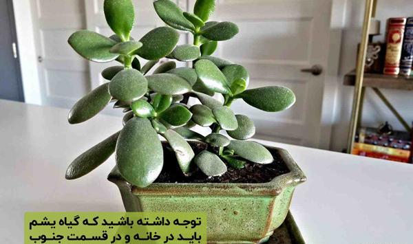 عکس گل نماد ثروت