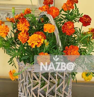 عکس گل جعفری قرمز