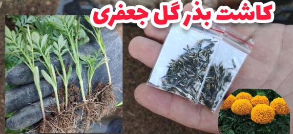 عکس گل جعفری قرمز