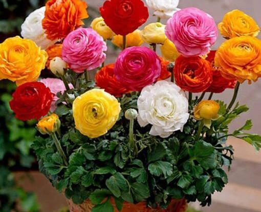 عکس گل شقایق نعمانی