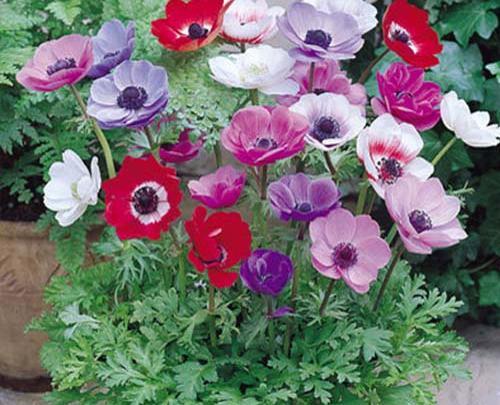 عکس گل شقایق نعمانی