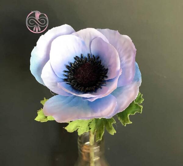 عکس گل شقایق نعمانی