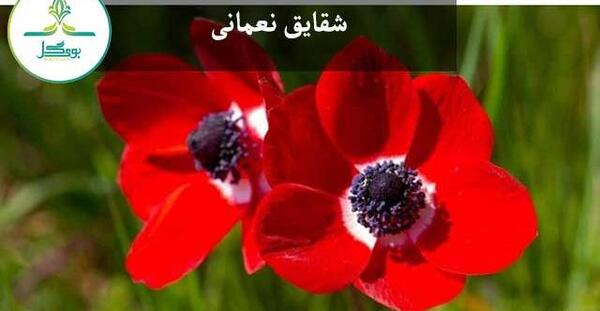 عکس گل شقایق نعمانی