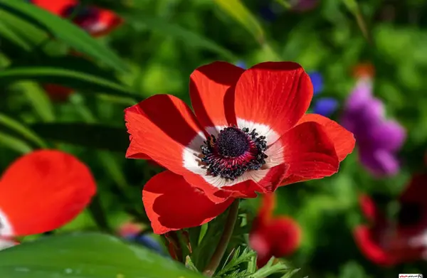 عکس گل شقایق نعمانی