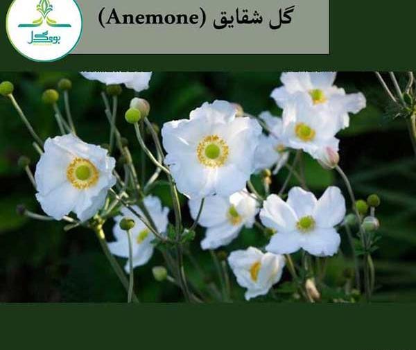 عکس گل شقایق نعمانی