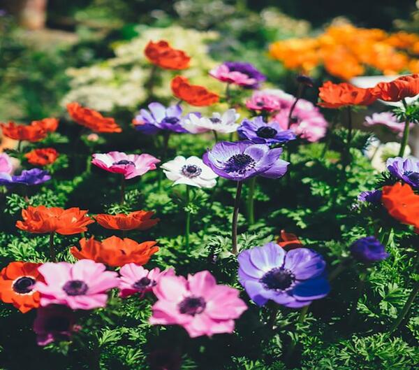 عکس گل شقایق نعمانی