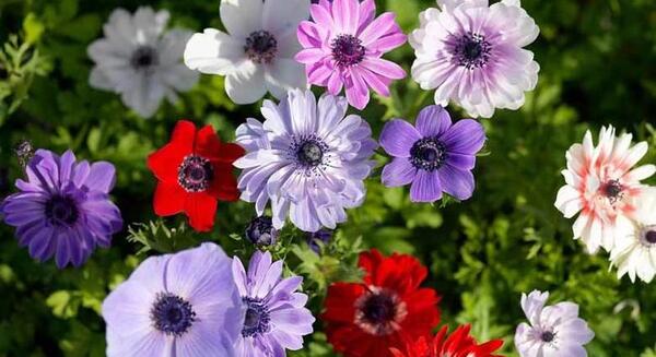 عکس گل شقایق نعمانی