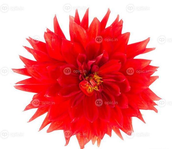 عکس گل کوکب سفید