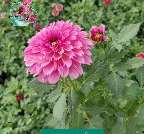 عکس گل کوکب سفید