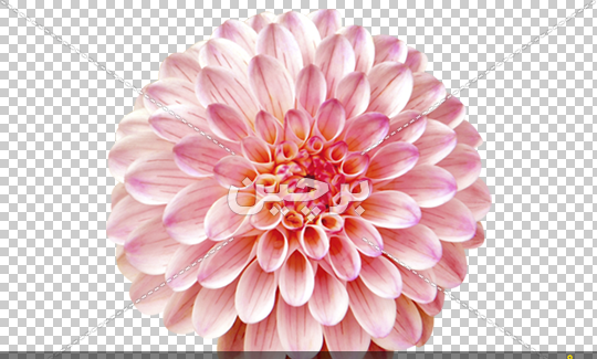 عکس گل کوکب سفید