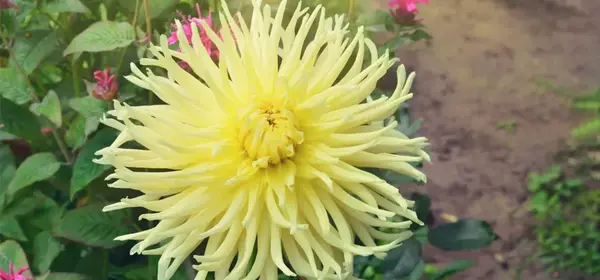 عکس گل کوکب سفید