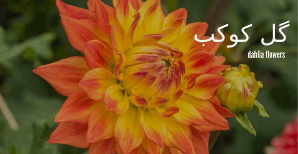 عکس گل کوکب سفید