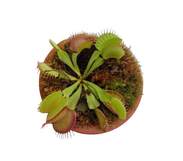 عکس گل گوشت خوار بزرگ