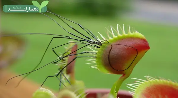 عکس گل گوشت خوار بزرگ