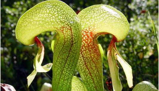 عکس گل گوشت خوار بزرگ