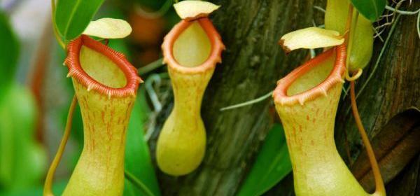 عکس گل گوشت خوار بزرگ